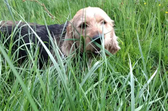 Chien perdu , photo : Chien perdu : Voyou, collier rouge, St-Jean-Roure