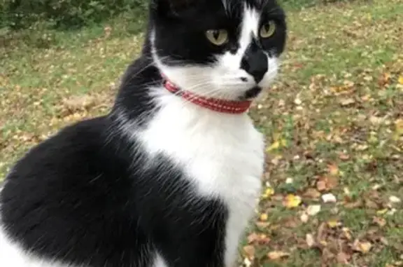 Animaux perdus , photo: Chat noir et blanc perdu à Colonzelle