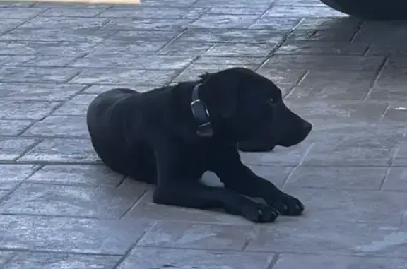 Found Lab Mix: Young, Friendly, Leesburg Rd