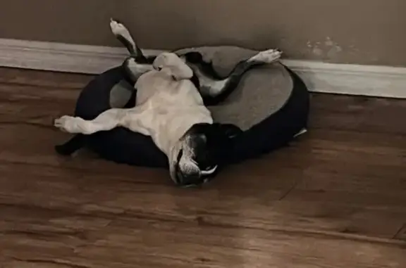 Lost Dog: Older, White Face, No Collar