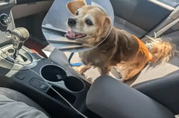 Lost Dog: Sprightly, Fluffy, $3K Reward!
