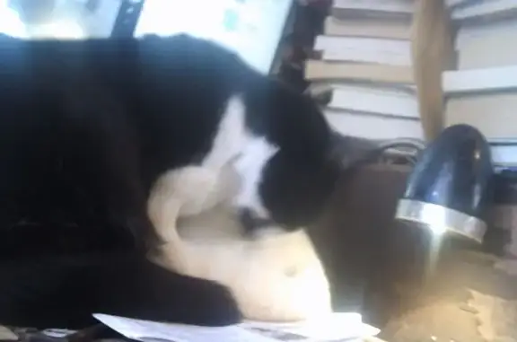 Lost Cat: Black & White on Dustin St, Troy
