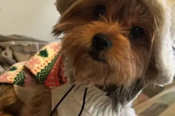 Lost Yorkie: Brown/Black Mix in Felton