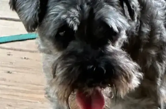 Lost Mini Schnauzer: Indian Trail, Tucker