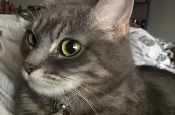 Friendly Grey Cat Lost on Snowden Rd