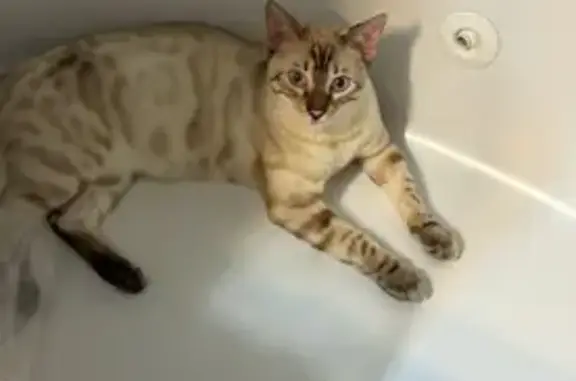 Help Find Kyra: Missing Bengal Cat