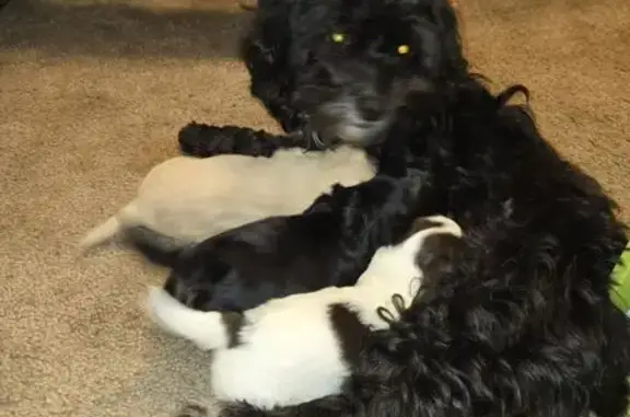 Help Find Shaggy: Lost Chihuahua Mix
