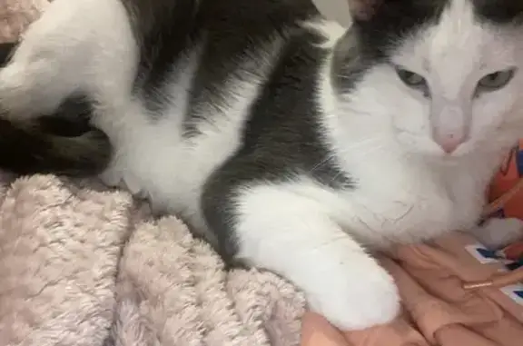 Lost Grey & White Cat on Michigan St