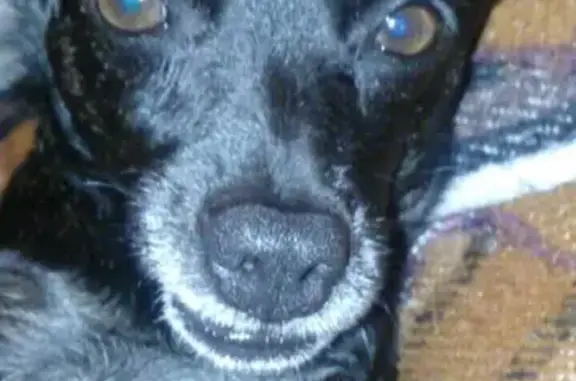 Lost Dog: Gray Face, Brown Paws, Covina