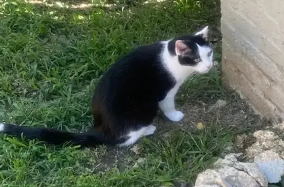 Lost Tuxedo Cat: 'Ocky' in Lincoln Area