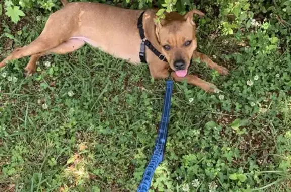 Lost Dog: Chestnut Coat, Blue Collar