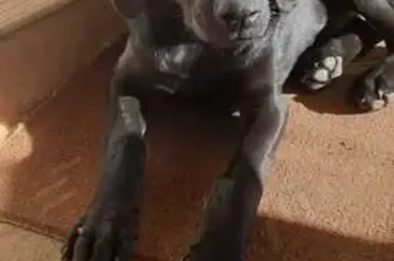 Dos Cachorros Negros Encontrad...
