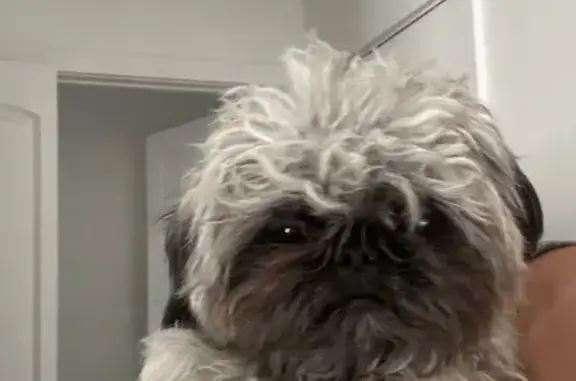 Lost Dog Found on Desert Path Avenue
