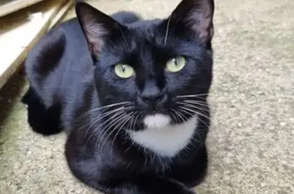 Lost Tuxedo Cat: Black Face, No Collar