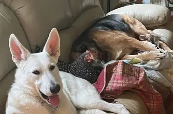 Lost Dog Alert: Elkton, Appleton Rd