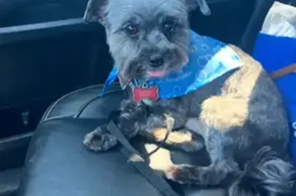 Lost Shitzu Mix: Jinx in Royse City