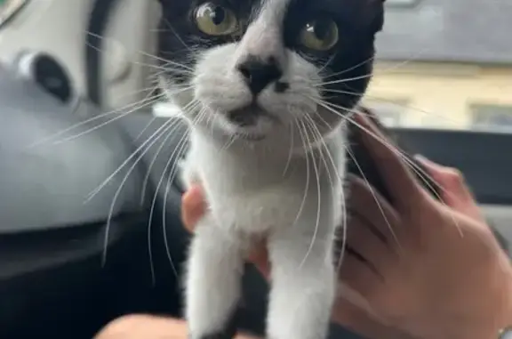 Chatte trouvée, tâche noire museau, Le Mans - photo