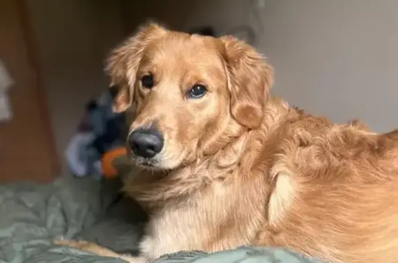 Lost Golden Retriever: Buddy Needs Help!