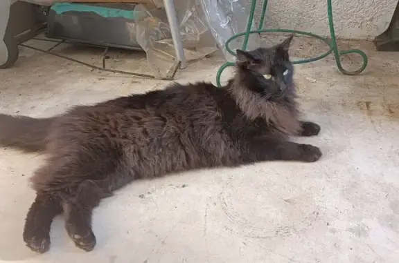 Chat perdu, Marseille Bompard, photo: Chat noir perdu, craintif, Avenue Miramas