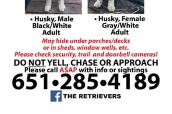 Lost Dog on Emerson Ave N, Minneapolis