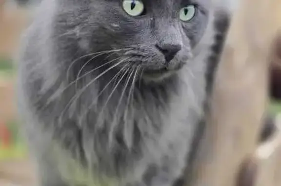 Chat perdu : Léo, gris, épileptique - photo