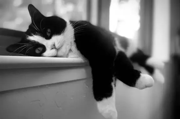 Lost Tuxedo Munchkin Cat: Help Find Mew!