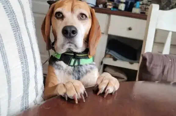 Help Find Smeagol: Our Lazy Lost Pup!