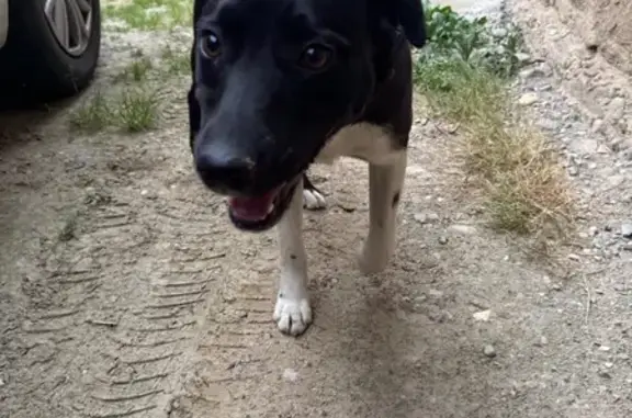 Chien trouvé gentil, non pucé, St-Désirat - photo