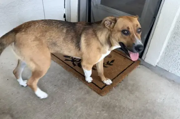 Found Dog: Tri-Color Pup in Sa...