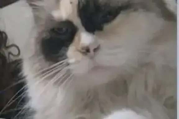 ¡Gata Tricolor Perdida en Torr...