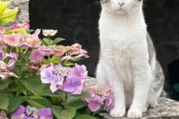 Chat perdu, tatoué, stérilisé à Pringy - photo