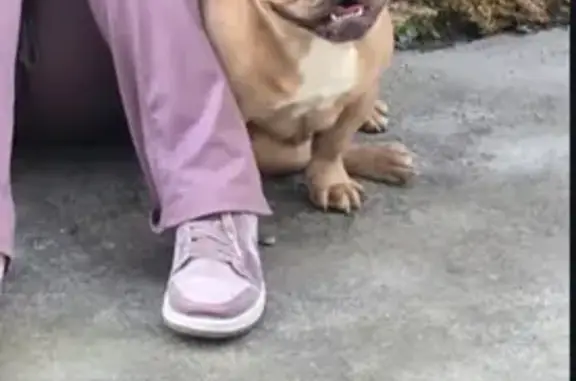 Chien beige musclé perdu à Nemours - photo