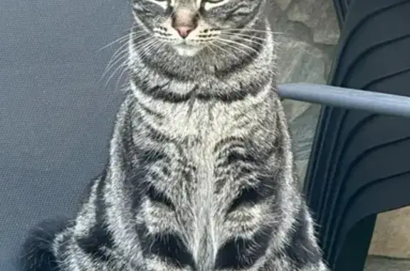 ¡Gata Perdida en Tordera! Atlé...