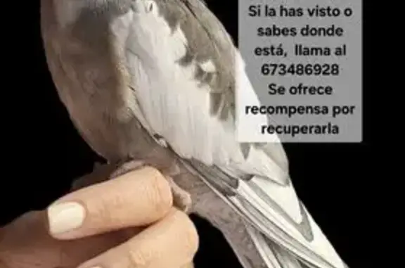 ¡Ave Perdida! YONI, Gris y Bla...