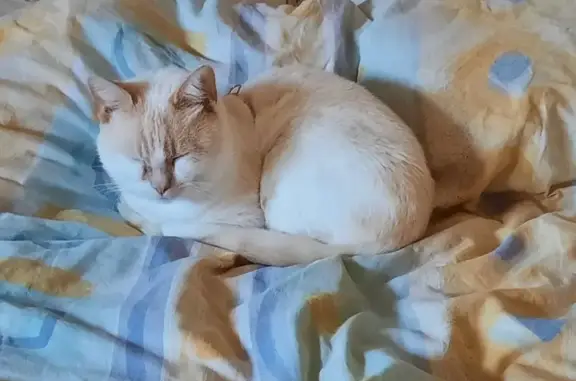 Chat perdu: Blanco, yeux bleus, collier jaune - photo