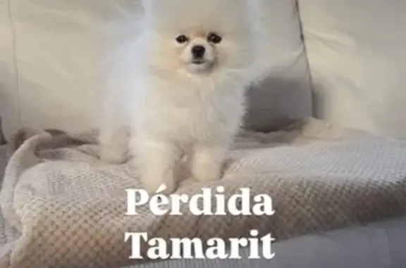 Se busca: Pomeranian blanco de...