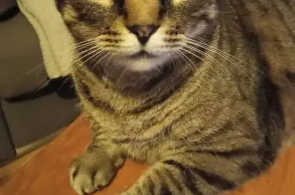 Chatte tigrée perdue à Domène - photo