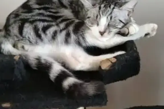 Chat perdu : blanc, gris, noir, tatoué, Amifontaine - photo