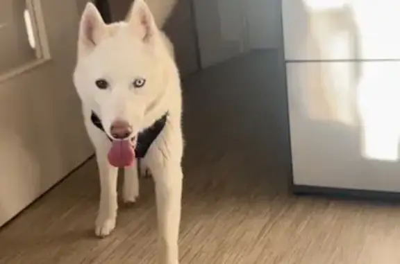 Husky blanche perdue à Deville - photo