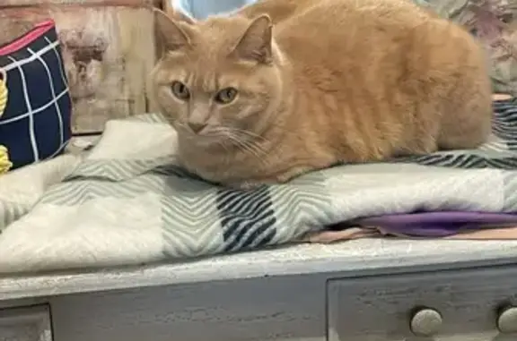 Animaux perdus Digoin, photo: Chat perdu, castré, Route des Sables, Digoin