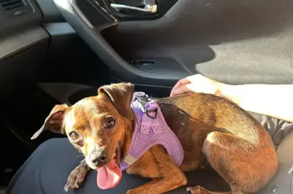 Found Dog: Brindle Coat on Jor...