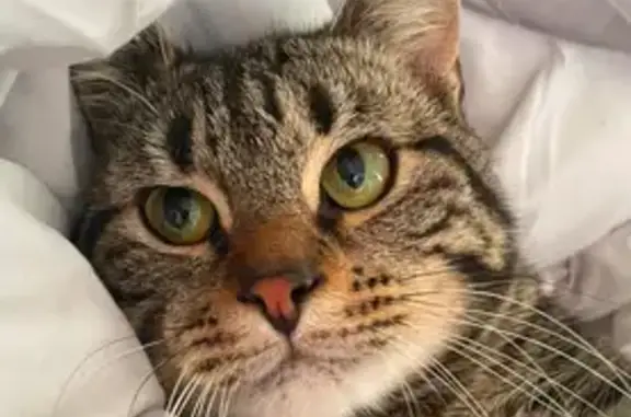 Chat perdu Rue du Bourg, Aire-sur-la-Lys - photo
