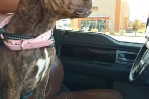 Lost Brindle Dog: Aggressive, Fast, Unique