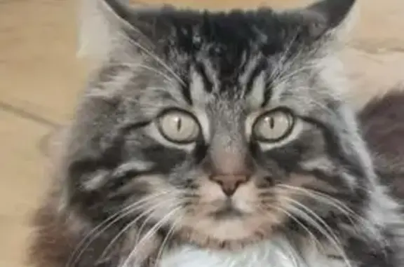 Chat perdu : Gary, 15 ans, Collandres - photo