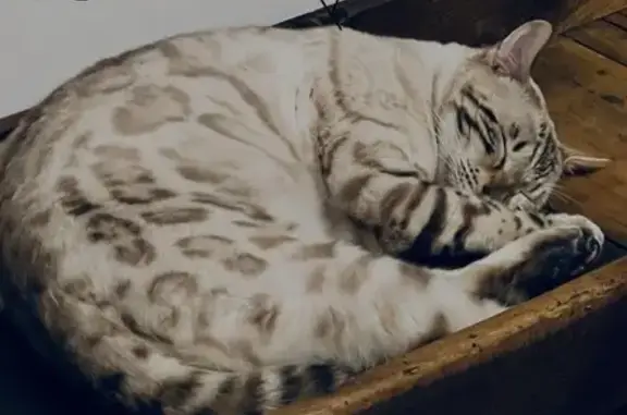Saphir, chat Bengal beige perdu à Moréac - photo
