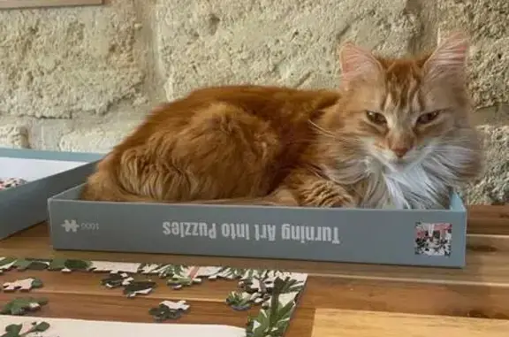 Animaux perdus Bègles, photo: Chatte Rousse Perdue, Rue Denfert Rochereau