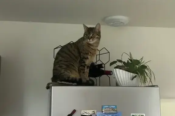 Chatte perdue : Lila, tigrée et affectueuse - photo