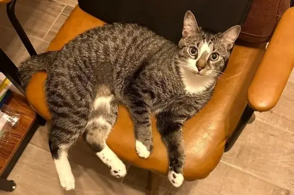 Lost Tabby: Hazel Eyes, Unique Markings