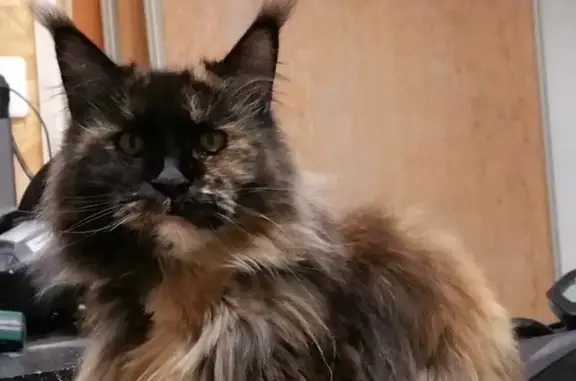 Chat Maine Coon tricolore perdu, Availles - photo