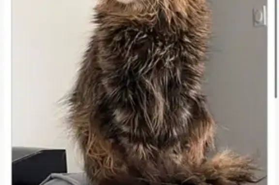 Chat perdu, Navailles-Angos, photo: Chat perdu, craintif mais sociable, Navailles